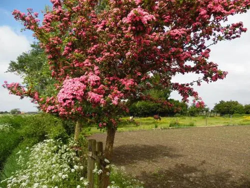 Gastenverblijven boerderij Het Driespan