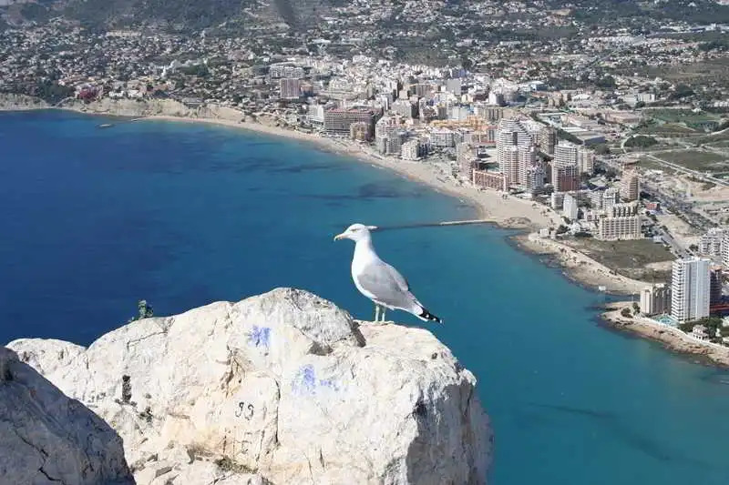 Calpe Vacacional 3000