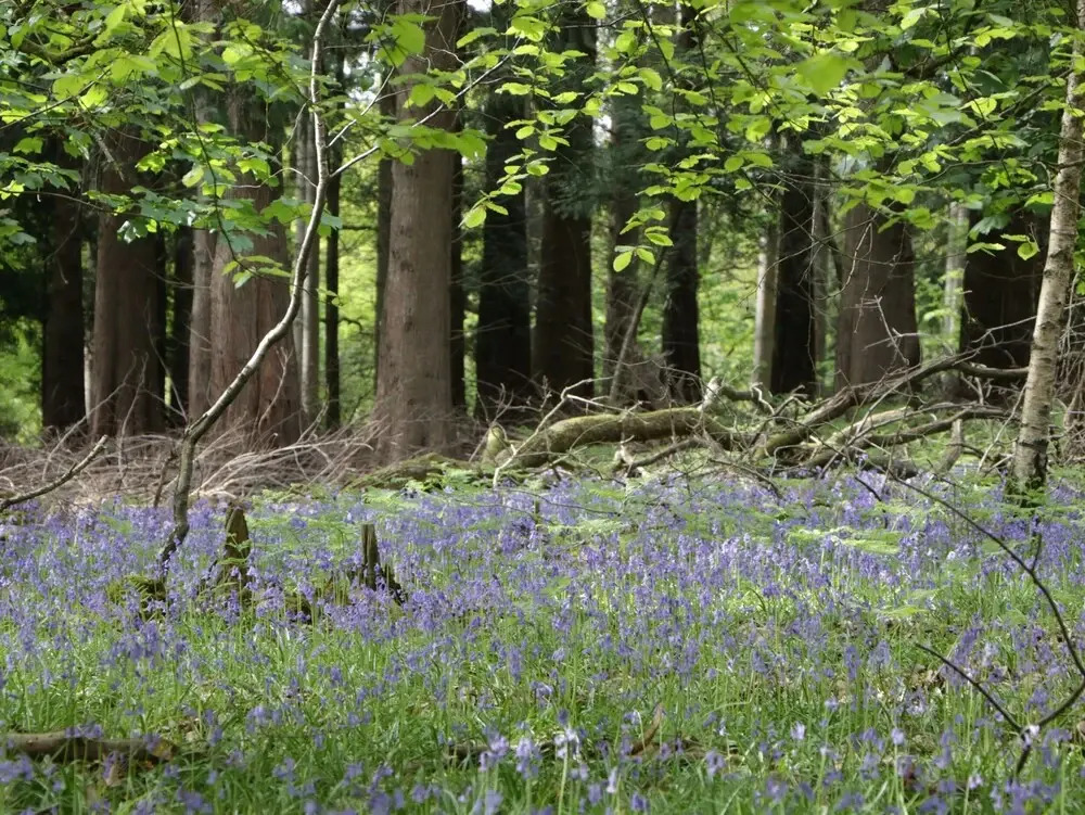 The Old School