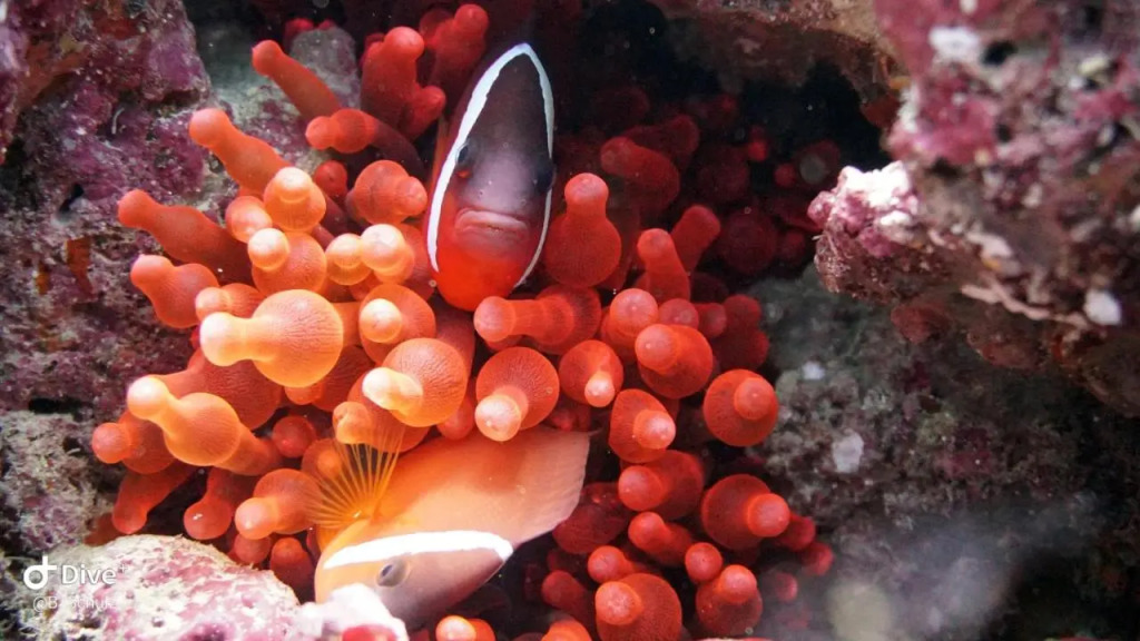 Viani Bay Resort at Dive Academy Fiji