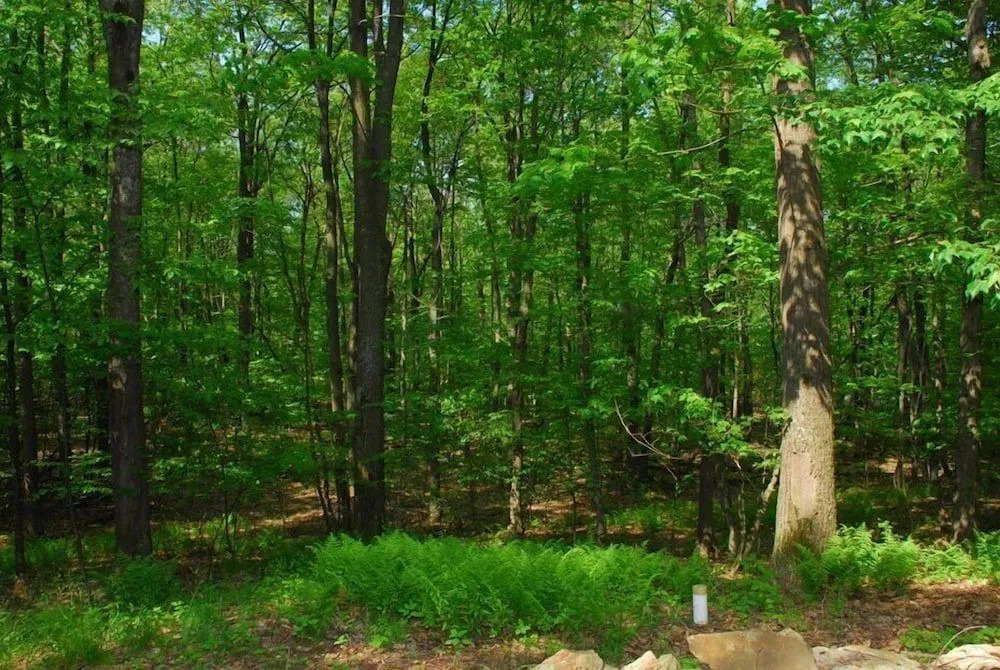 Cedarwoods