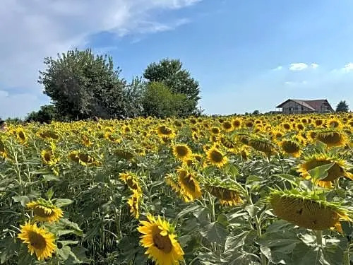 KALòS b&B