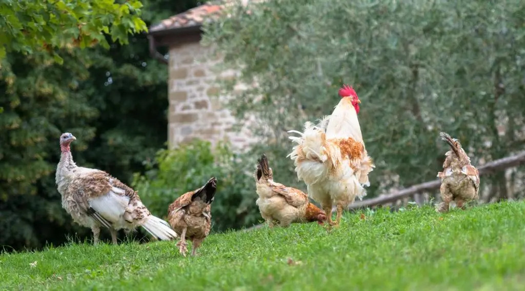Agriturismo Semidimela