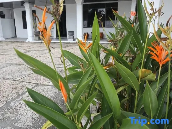 Tunjung Nyaho Guest House ( Tng )