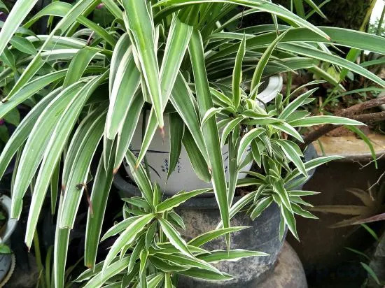 Xiangchouxiaoyuan