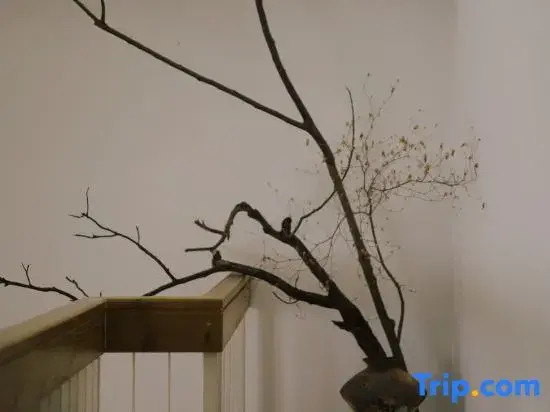 Under the Camphor Tree Guesthouse