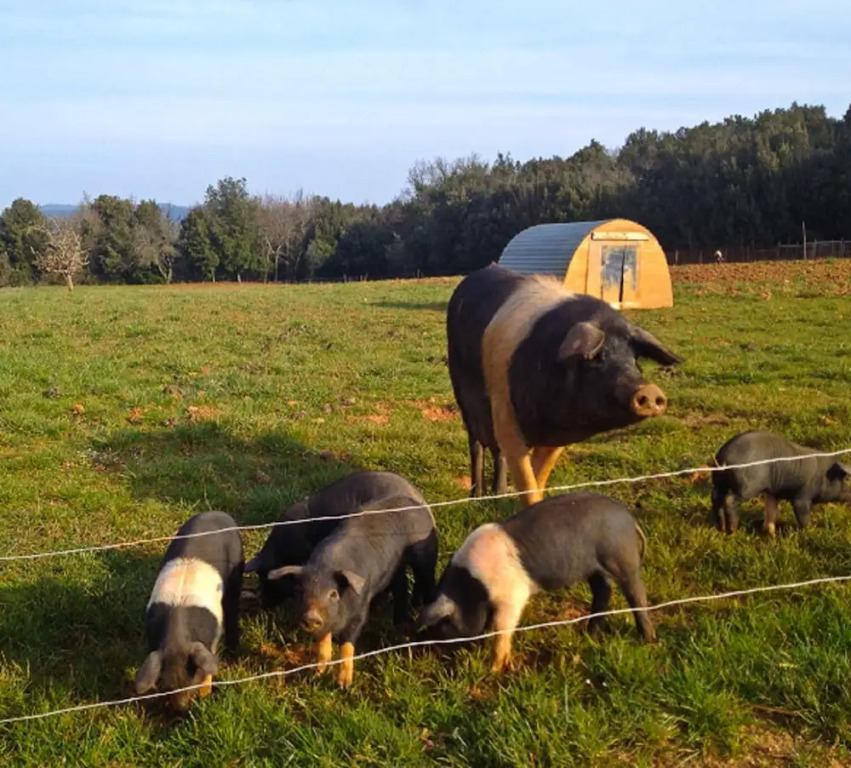 Tenuta di Spannocchia