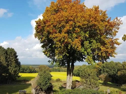 Café und Pension Höpen Idyll