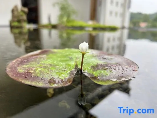 Xiao Zhang's Cultural and Artistic Homestay
