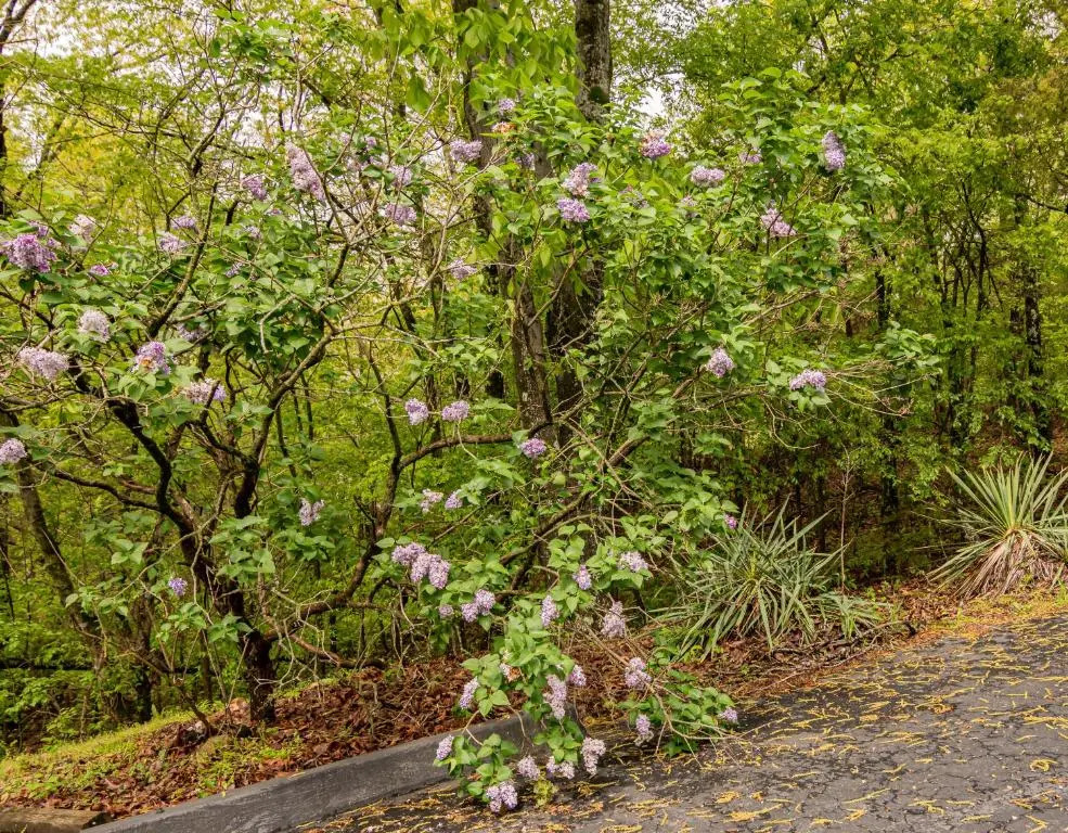 Autumn Creek Branson