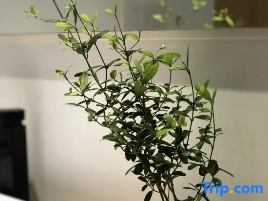 Ruoshanbei Homestay