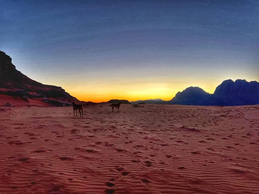 Wadi rum camp with tour