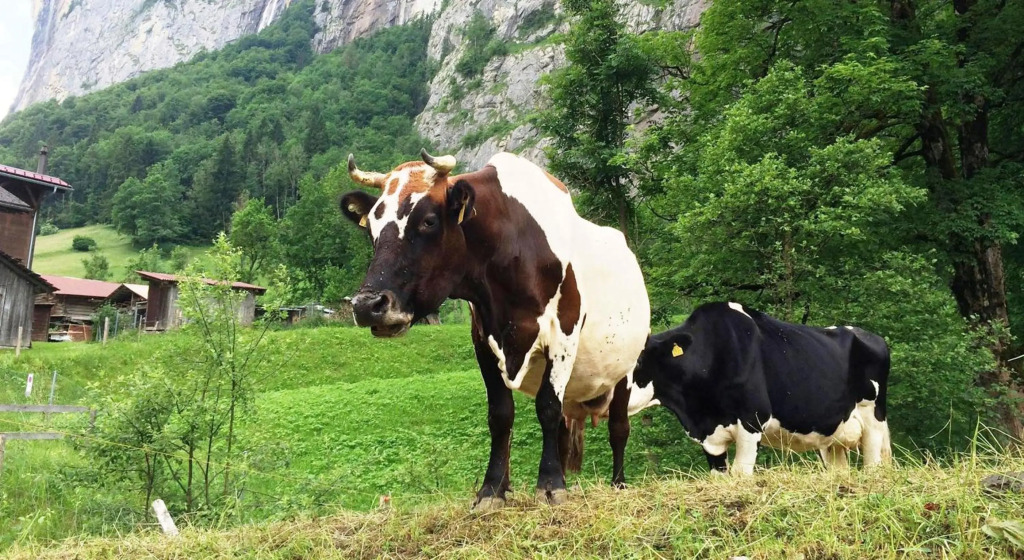 Camping Jungfrau