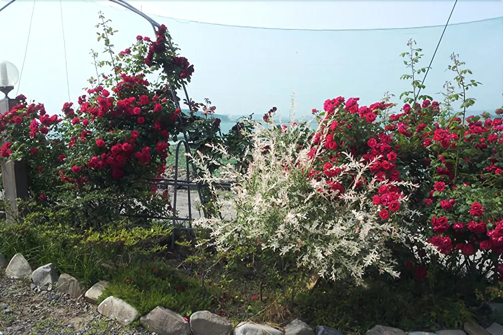 Boryeong Yongdu Beachbill Pension