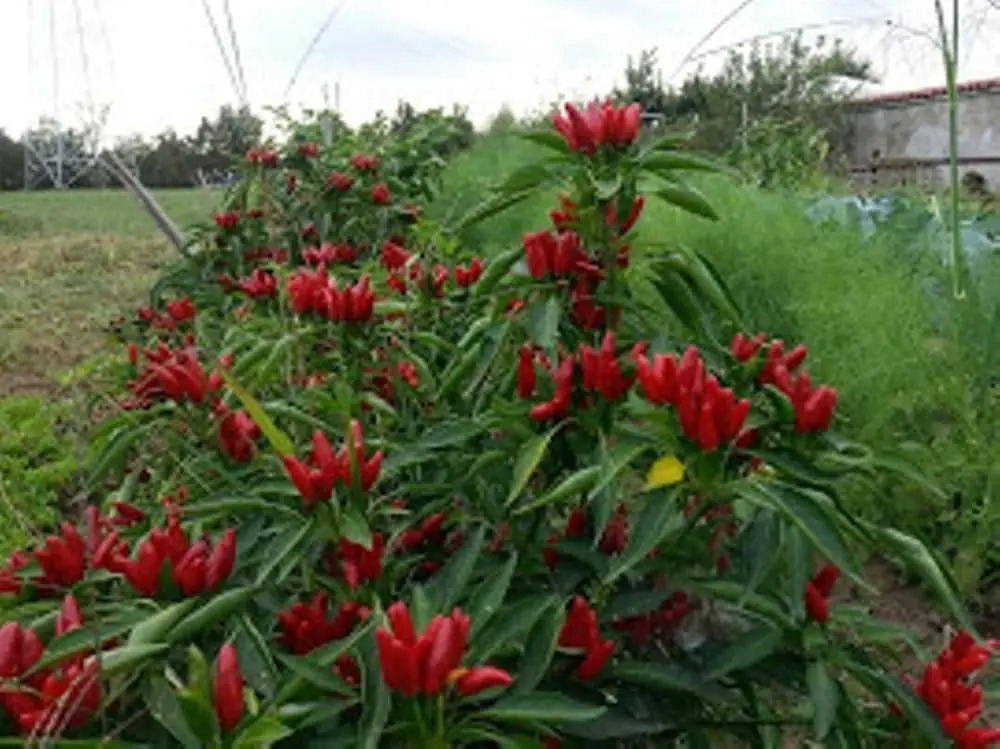 Agriturismo Cascina del Peso