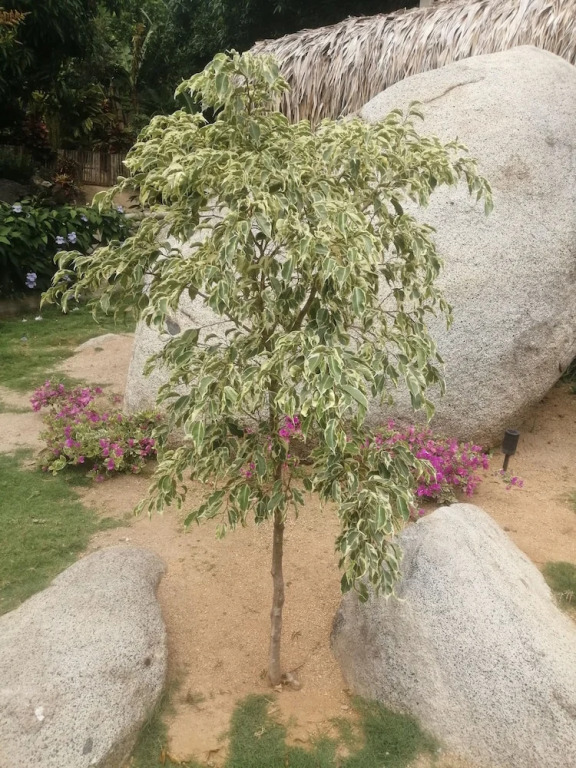 Hotel talú tayrona