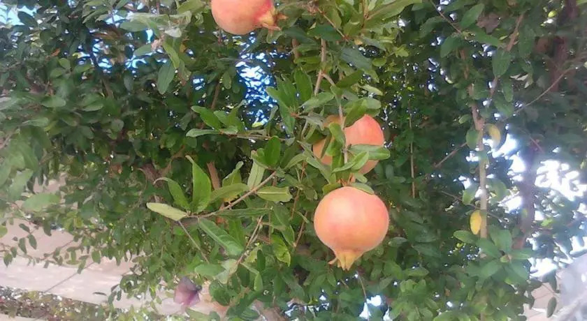Beyaz Yelken