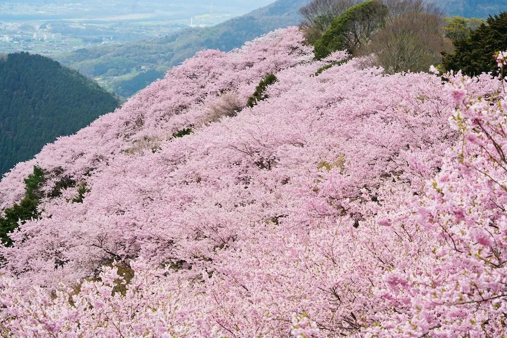 PAYSAGE MORIGUCHI