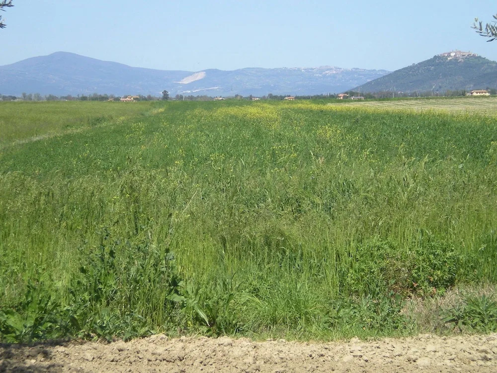 Farmhouse with Spacious Garden in the Maremma Region, Near the Sea