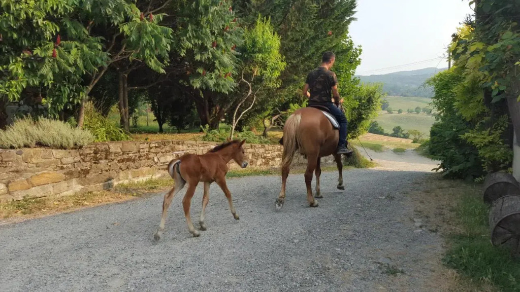 Agriturismo Corte del Gallo