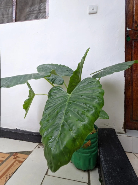 Zanz 14 Beach Bungalow
