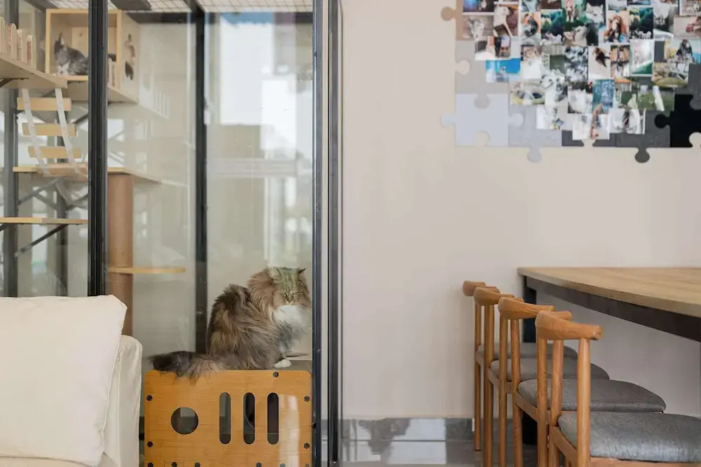 Wuyi Whispering Maple