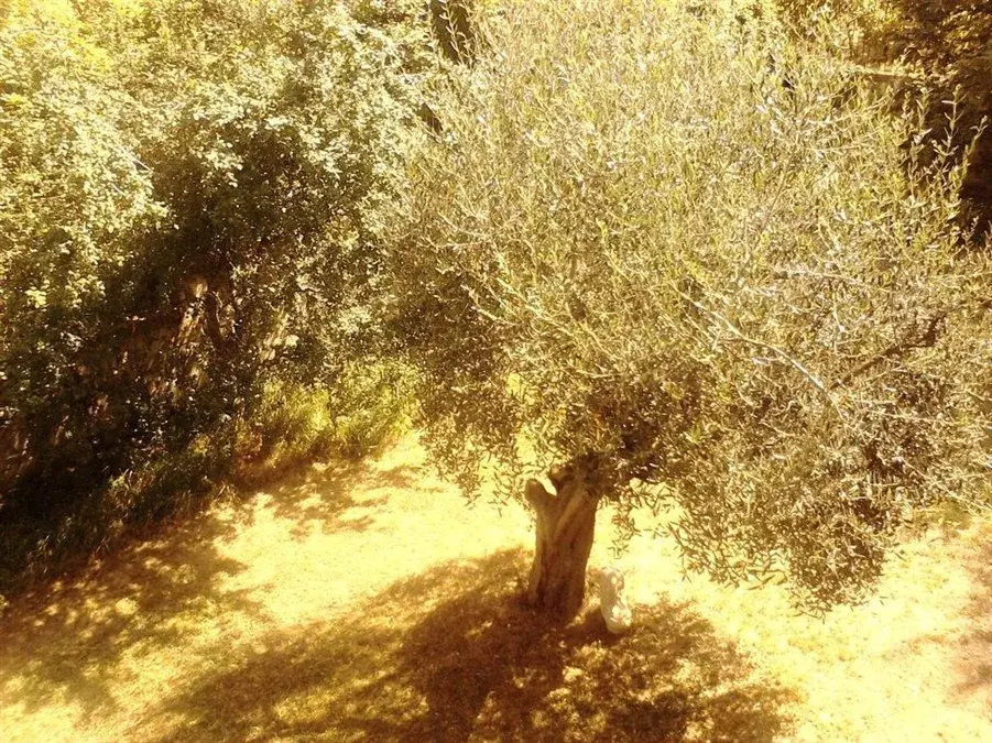 Oak Tree Guesthouse