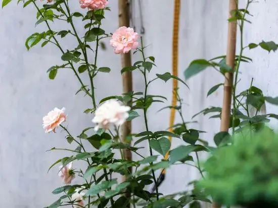 Yongyuanju Boutique Hostel