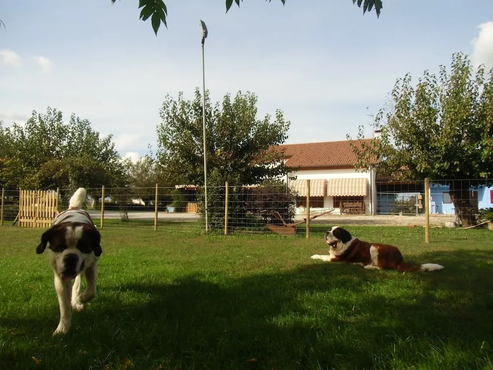 Agriturismo il Podere Vedelago con San Bernardo, Alpaca e una Pentola di cose da scoprire