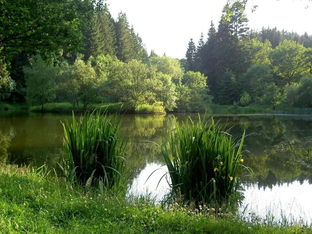 Pension Waldesblick