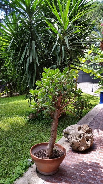 Il Giardino di Giulia 2