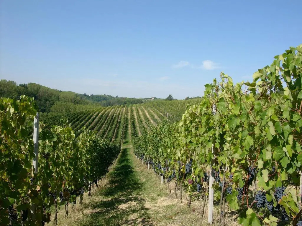 Marchesi Incisa Winery Lodge