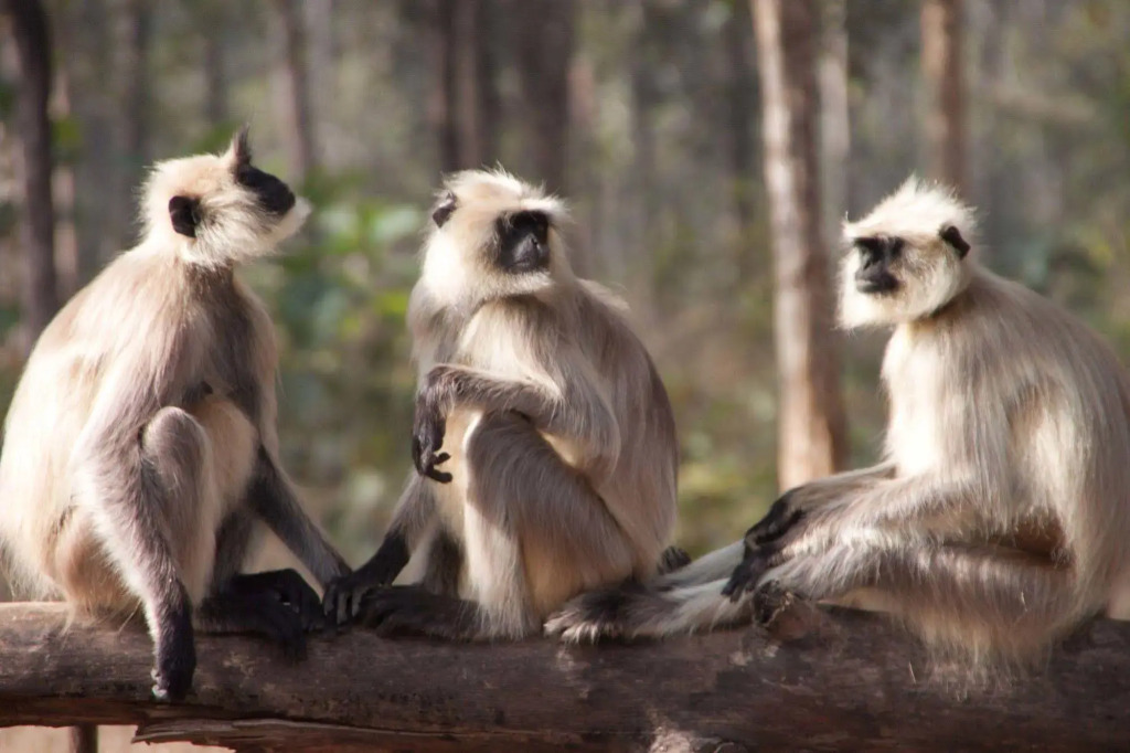 Pench Jungle Camp