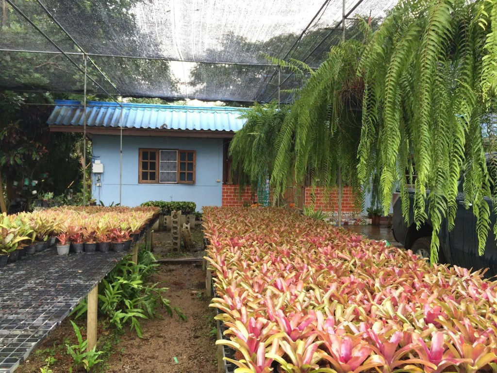 Pallada Bromeliads Garden and Resort