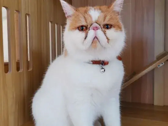 Shanghai   Dawuli Cat Garden Hotel