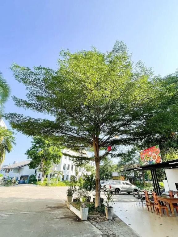 Tamnak Lanta at Chiang Mai