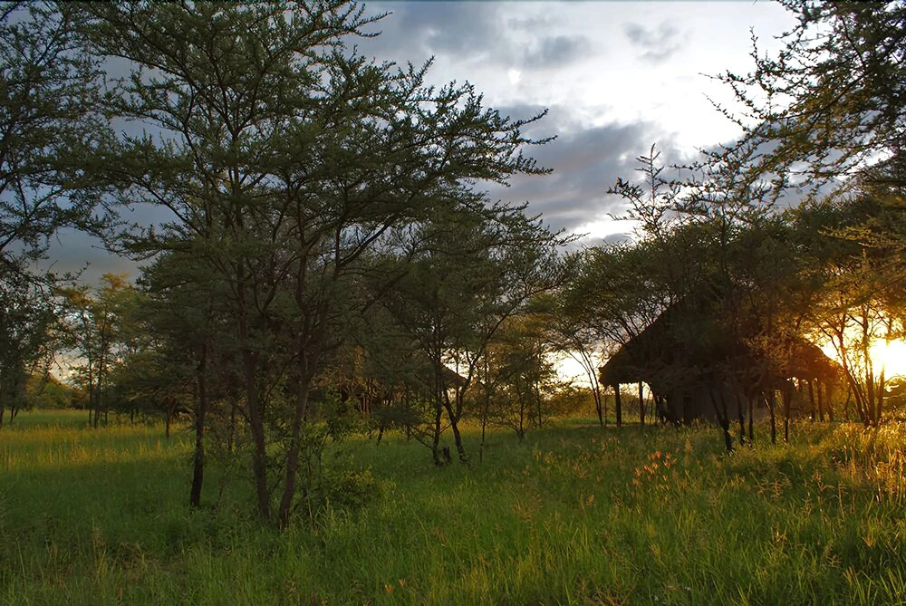 Whistling Thorn Tented Camp