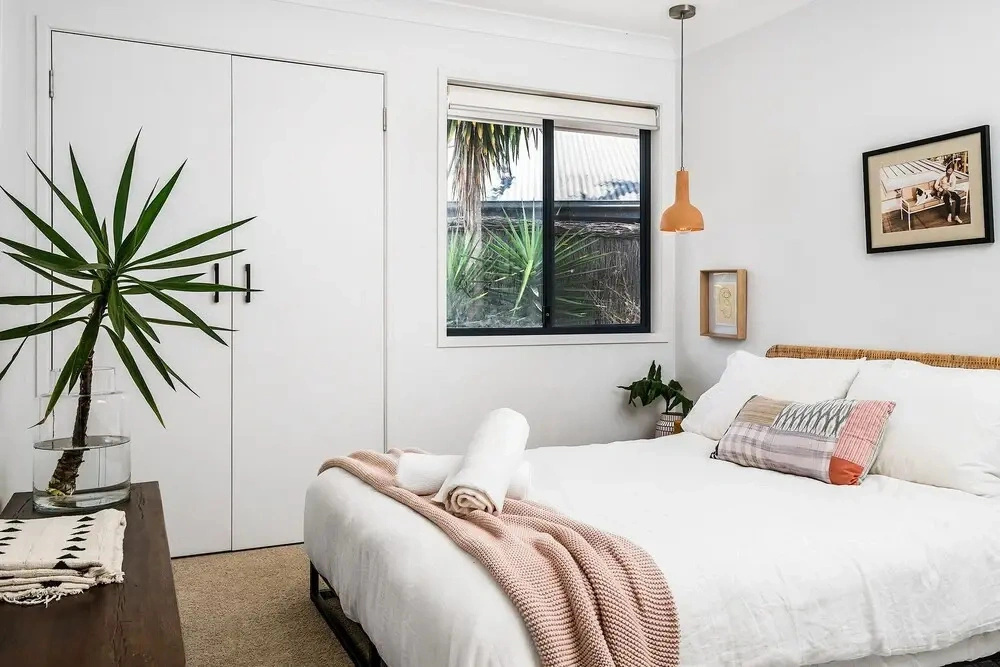 Bangalow Palms