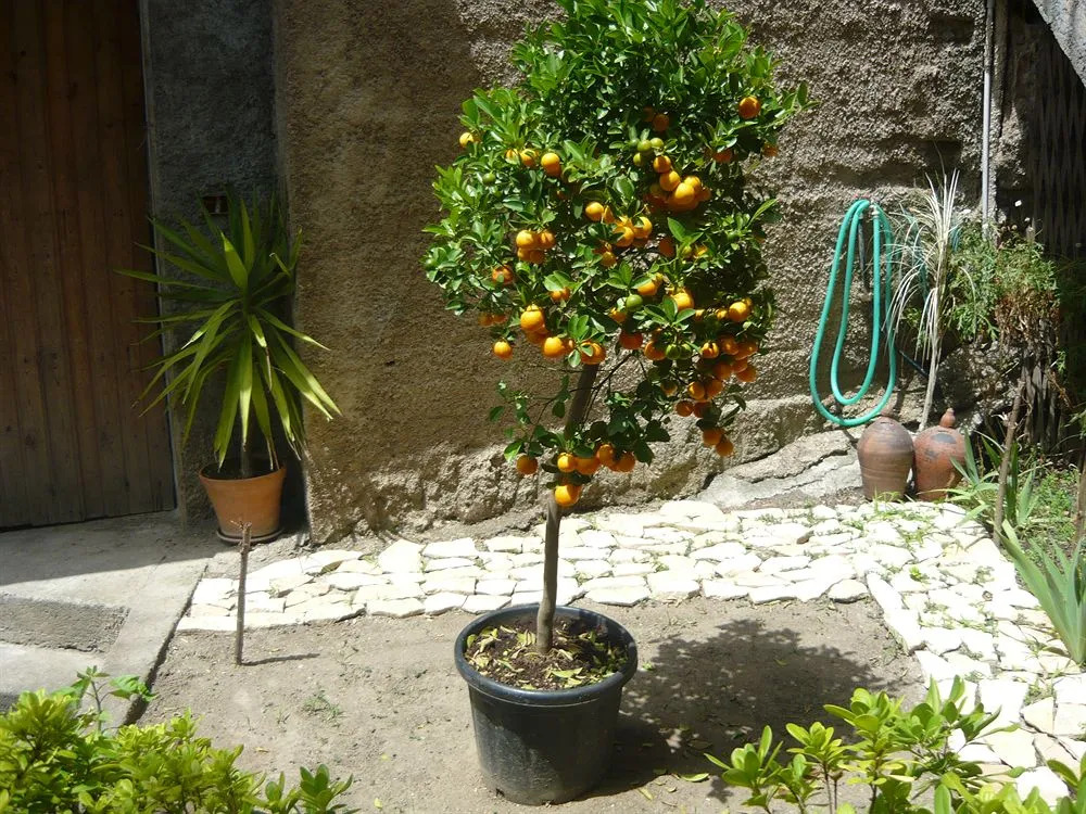 Le Grand Soleil Apartments