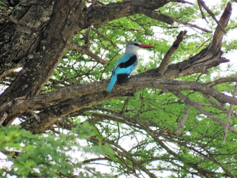 Lowveld Escape