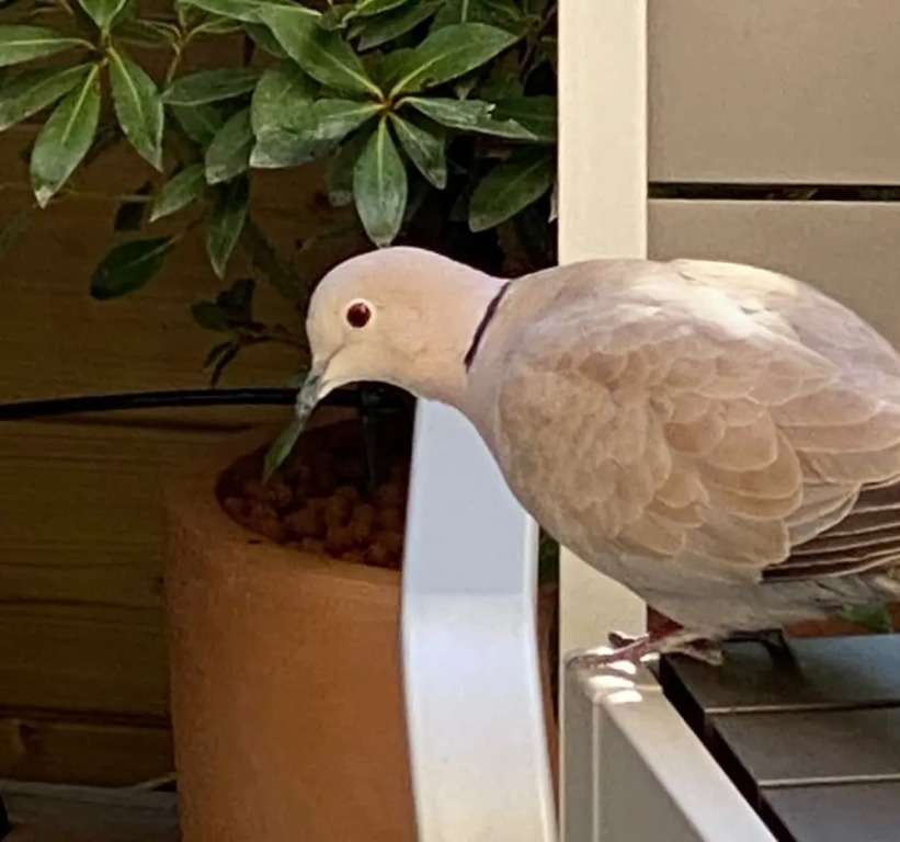 Joli Studio Belle Terrasse Centre Cannes A0b169