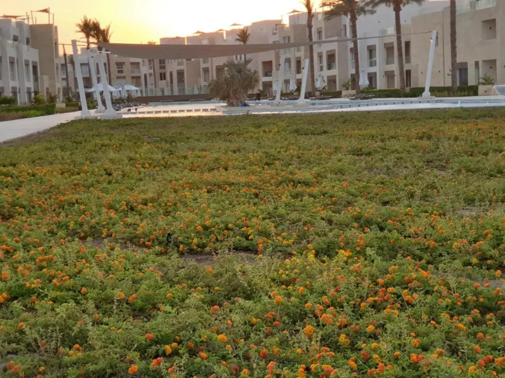Mangroovy El Gouna