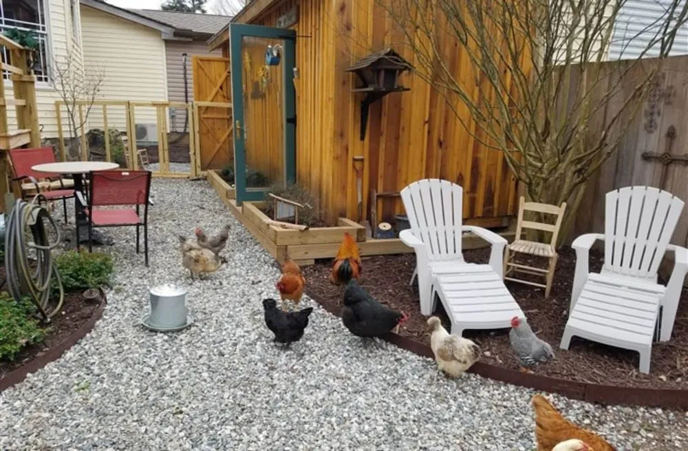 Silly Chickens Lodge B&B