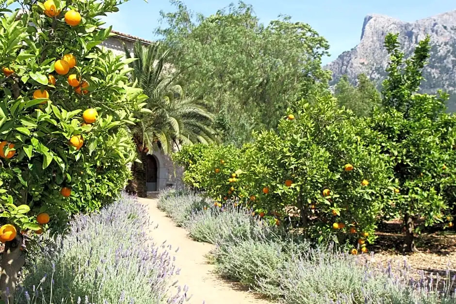 Finca Cas Curial