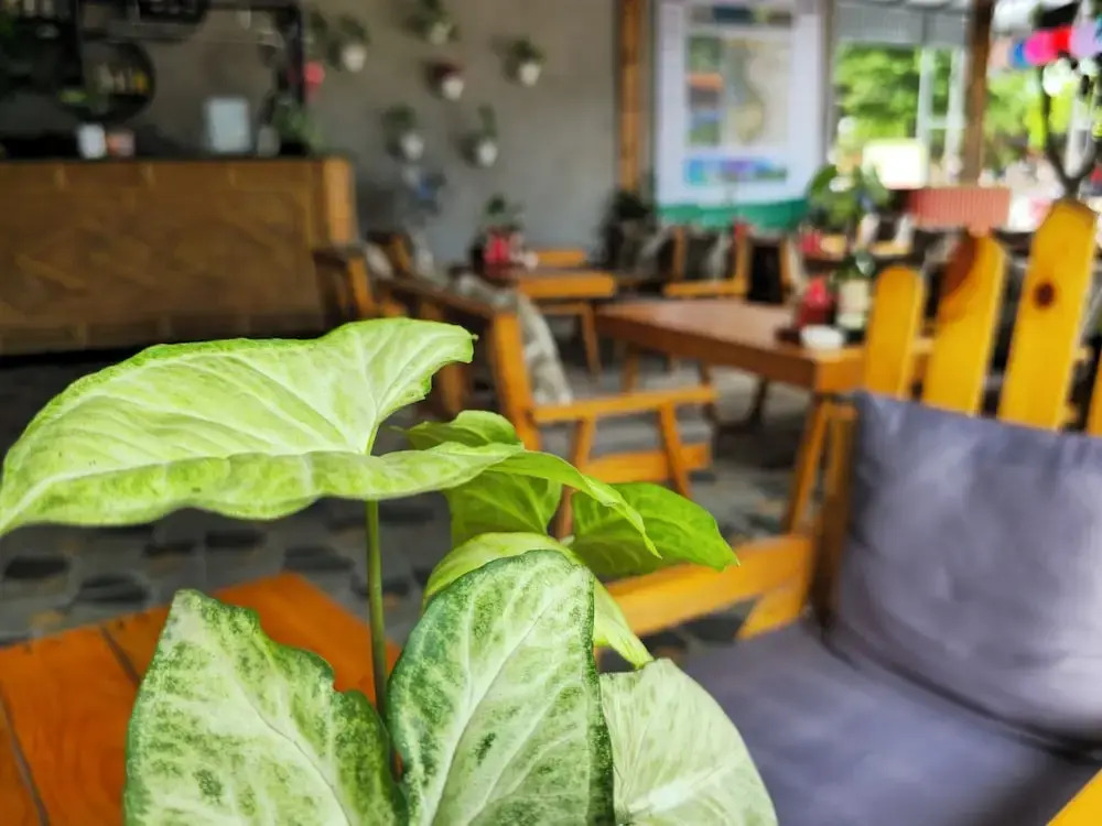 Vi TamCoc Hotel
