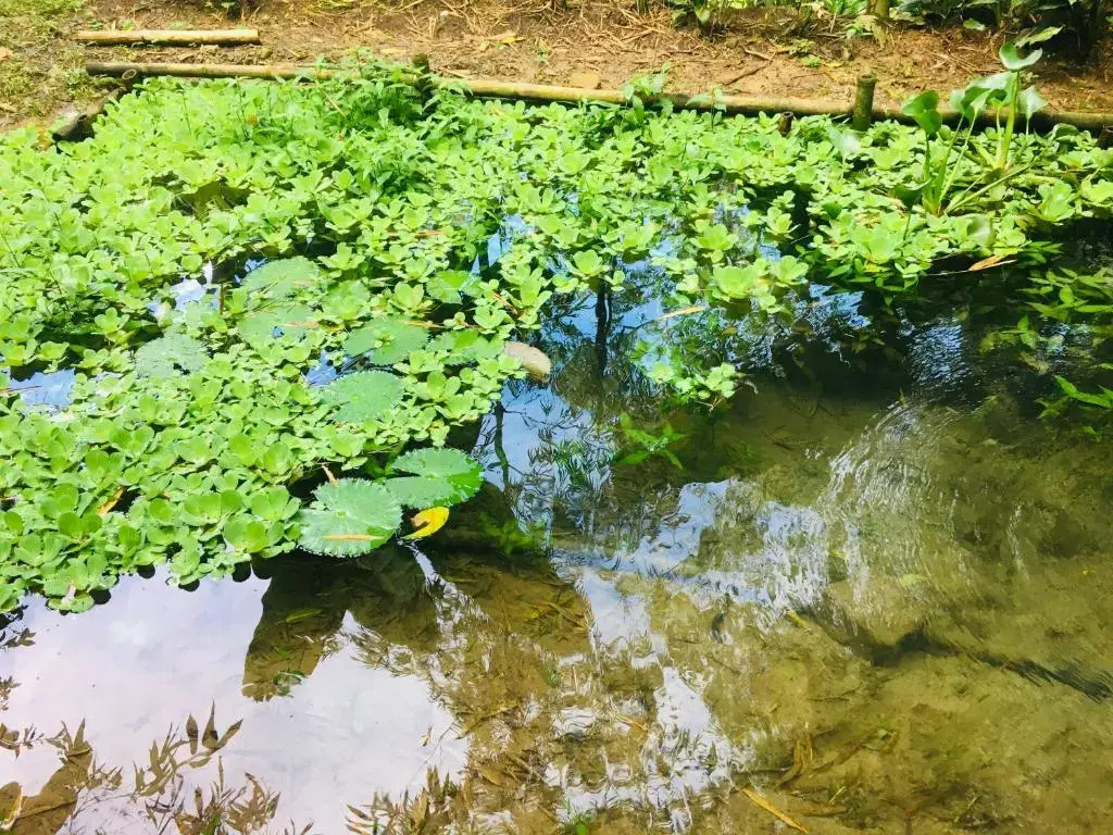 Kaliawiri Bird Lodge & reserve