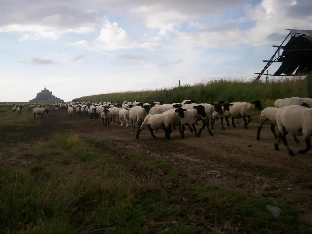 Chambres dHôtes Farcy "La Ptite Transhumance"