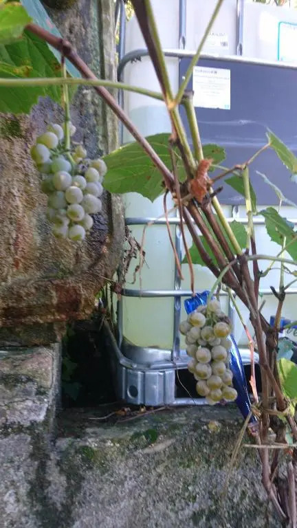 Podere Isabella