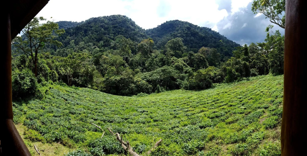 Bwindi Guest House
