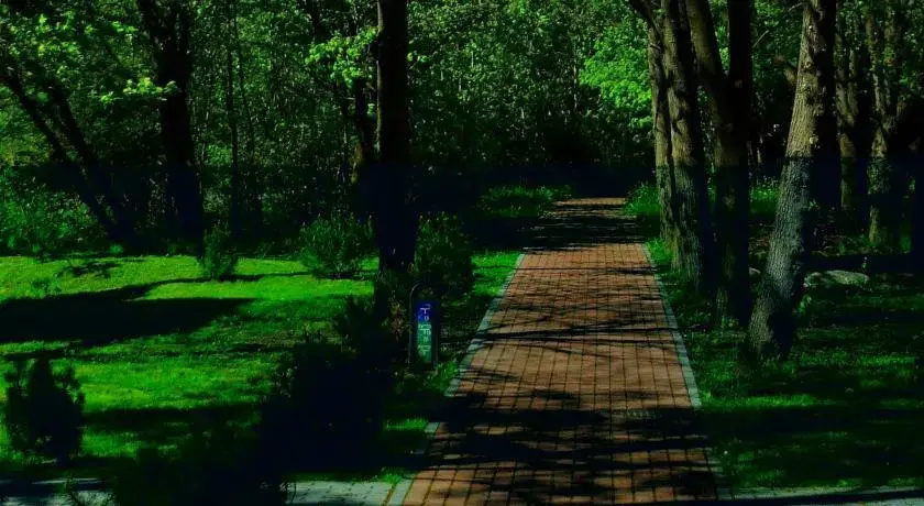 Pine Forest Lux